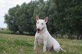BULL TERRIER MINIATURE 088